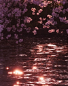 紗々浪 霊能者