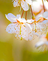 桜町 霊能者