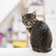 霊感のある猫のイメージ